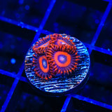 TSA Safe Cracker Zoanthids Coral
