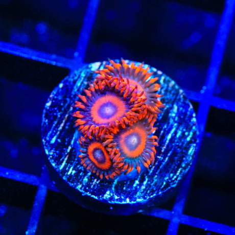 TSA Safe Cracker Zoanthids Coral