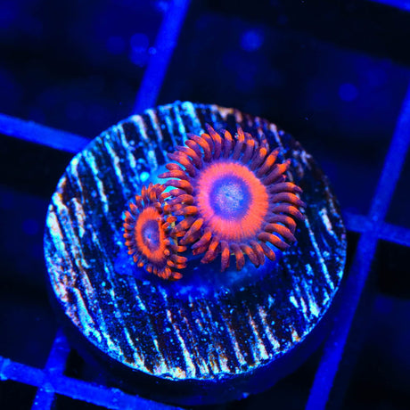 TSA Safe Cracker Zoanthids Coral