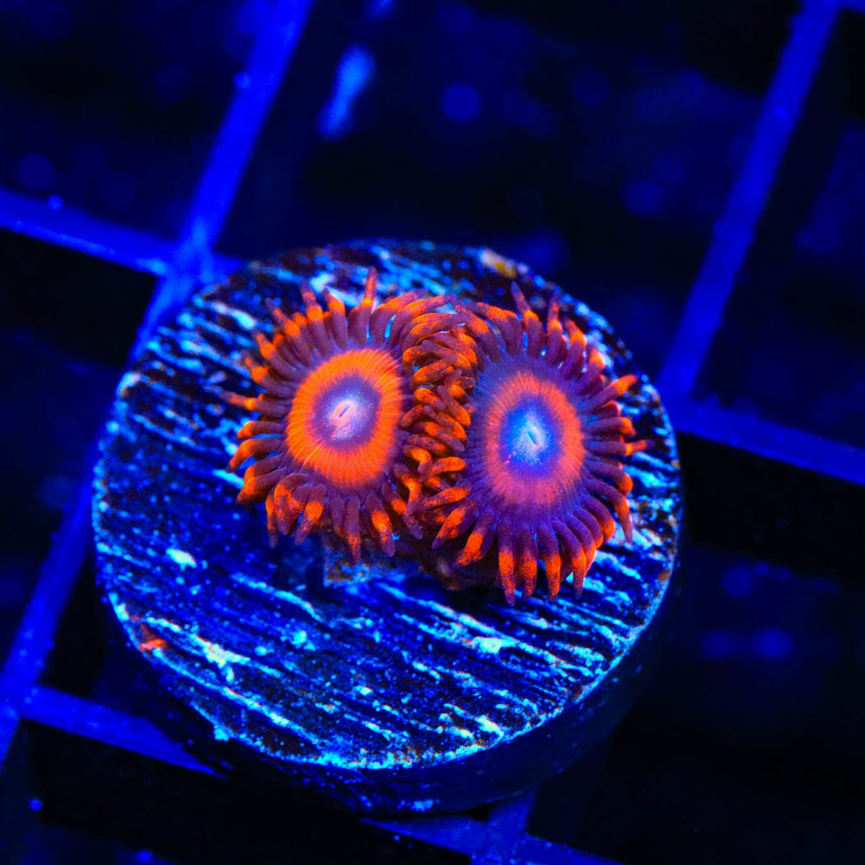 TSA Safe Cracker Zoanthids Coral