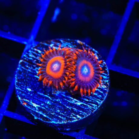 TSA Safe Cracker Zoanthids Coral