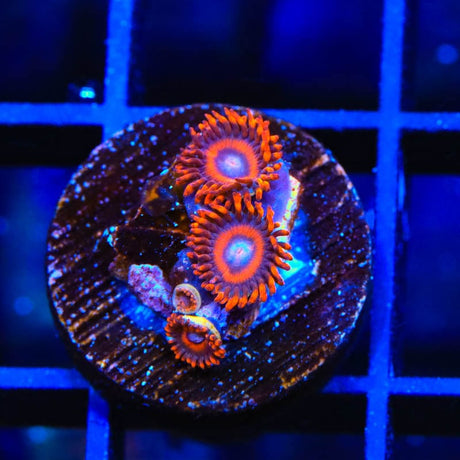 TSA Safe Cracker Zoanthids Coral