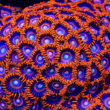 TSA Safe Cracker Zoanthids Coral