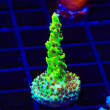 TSA Scary Canary Acropora Coral