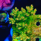 TSA Scotch Bonnet Acropora Coral