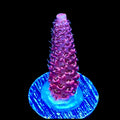 TSA Screamin Demon Millepora Acropora Coral
