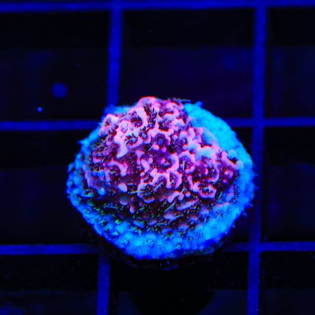 TSA Screamin Demon Millepora Acropora Coral