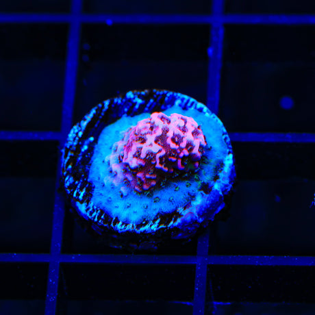 TSA Screamin Demon Millepora Acropora Coral