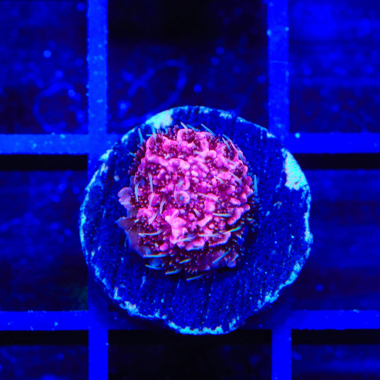 TSA Screamin Demon Millepora Acropora Coral