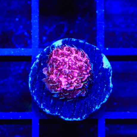 TSA Screamin Demon Millepora Acropora Coral