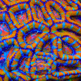 TSA Screaming Orange Acan Coral