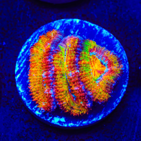 TSA Screaming Orange Acan Coral