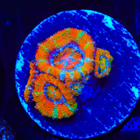 TSA Screaming Orange Acan Coral