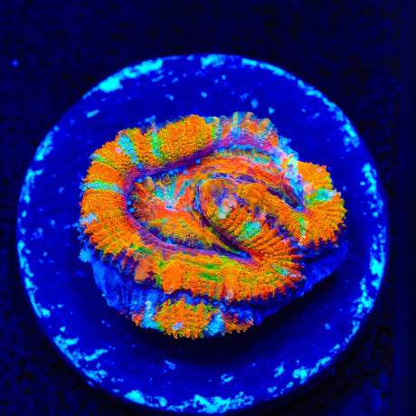 TSA Screaming Orange Acan Coral