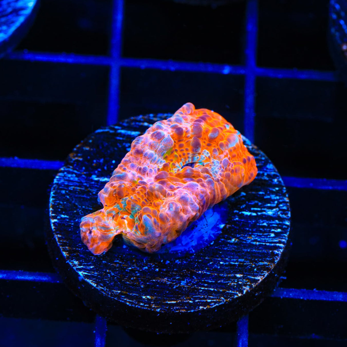TSA Screaming Orange Chalice Coral