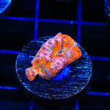 TSA Screaming Orange Chalice Coral