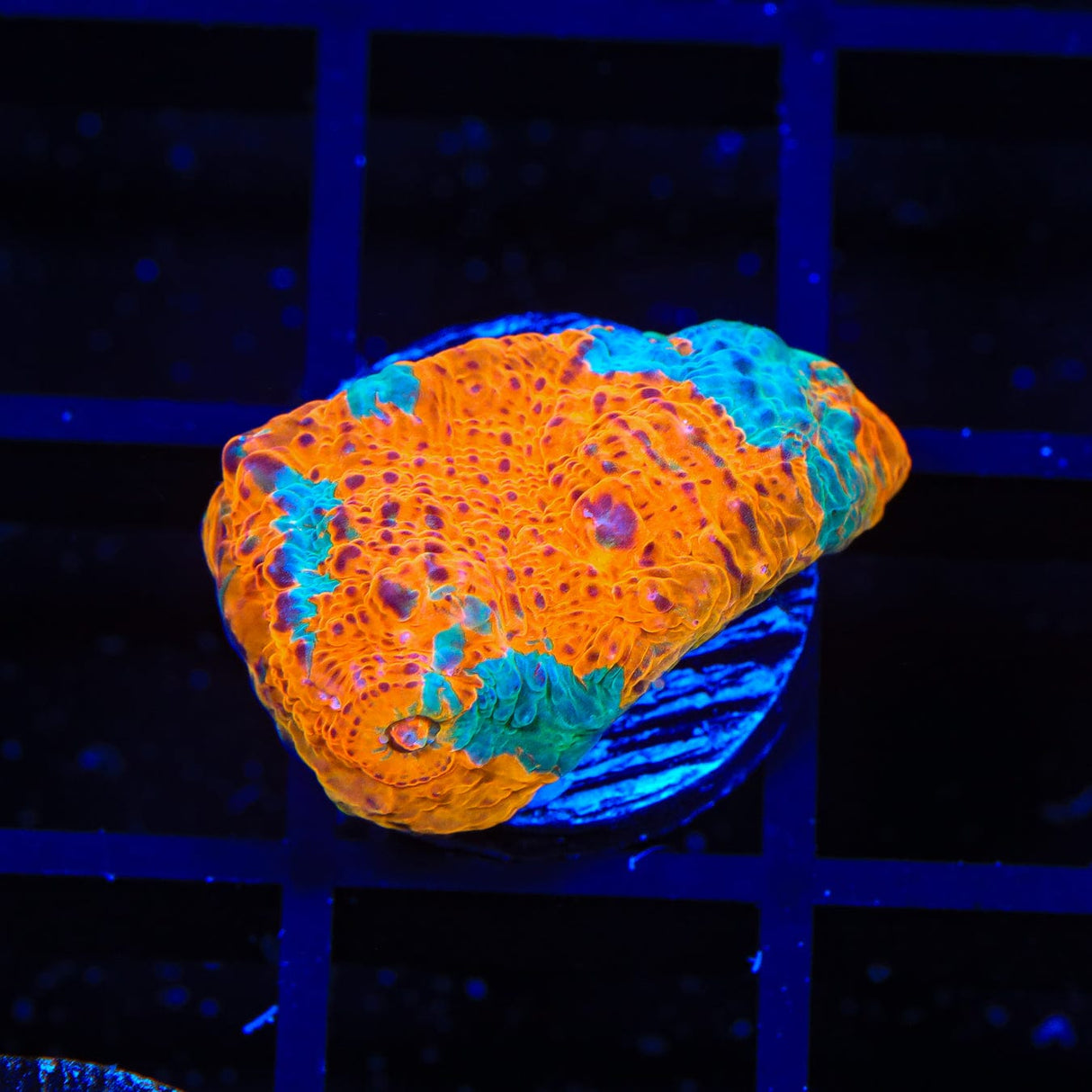 TSA Screaming Orange Chalice Coral