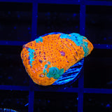 TSA Screaming Orange Chalice Coral