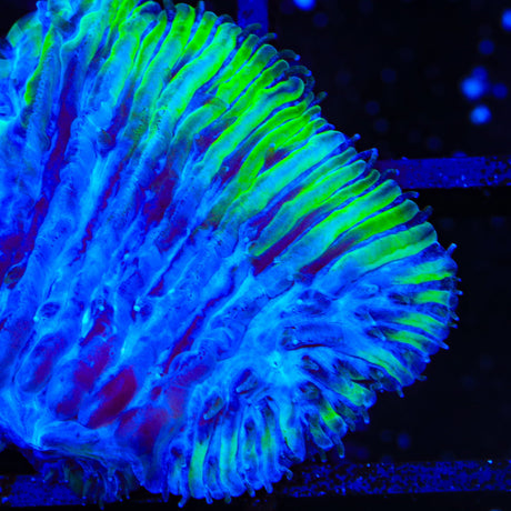 TSA Screaming Plum Aquacultured Plate Coral