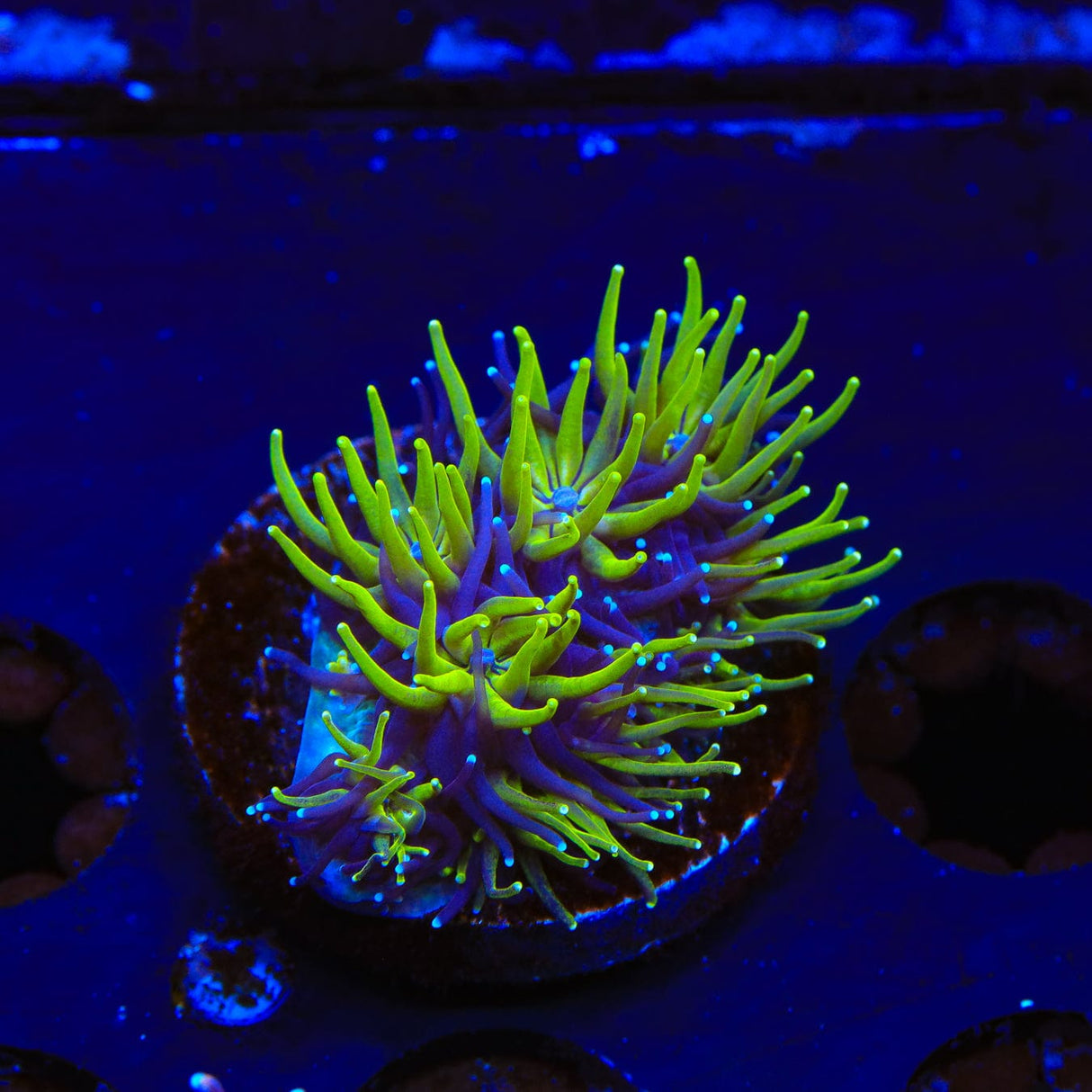 TSA Seaside Galaxea Coral