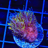 TSA Seaside Galaxea Coral