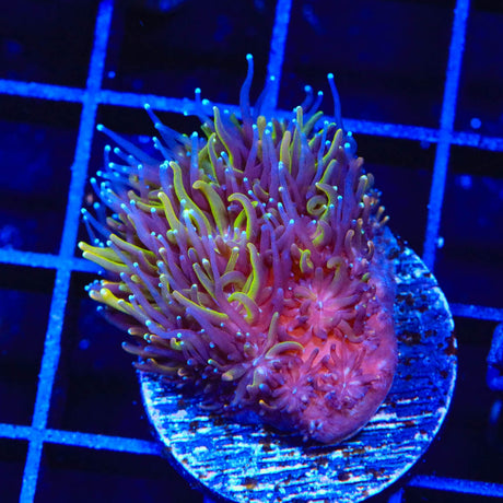 TSA Seaside Galaxea Coral