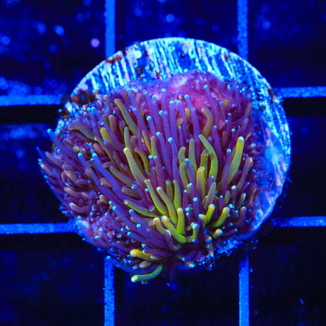 TSA Seaside Galaxea Coral