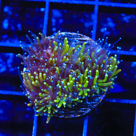 TSA Seaside Galaxea Coral