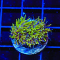 TSA Seaside Galaxea Coral