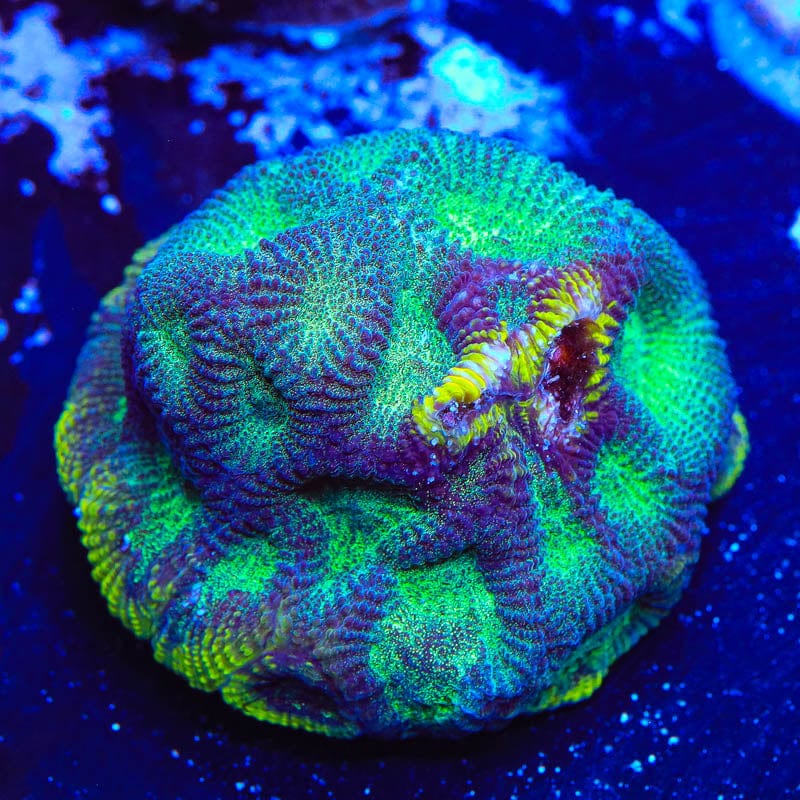 TSA Seasons Favia Coral