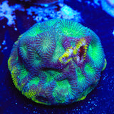 TSA Seasons Favia Coral