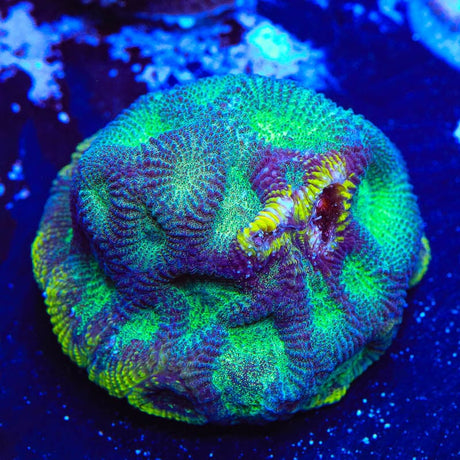 TSA Seasons Favia Coral