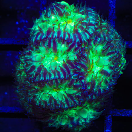 TSA Shamrock Blastomussa Coral