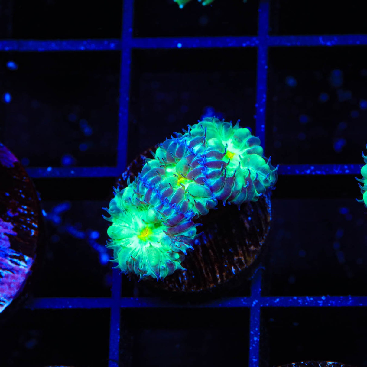 TSA Shamrock Blastomussa Coral