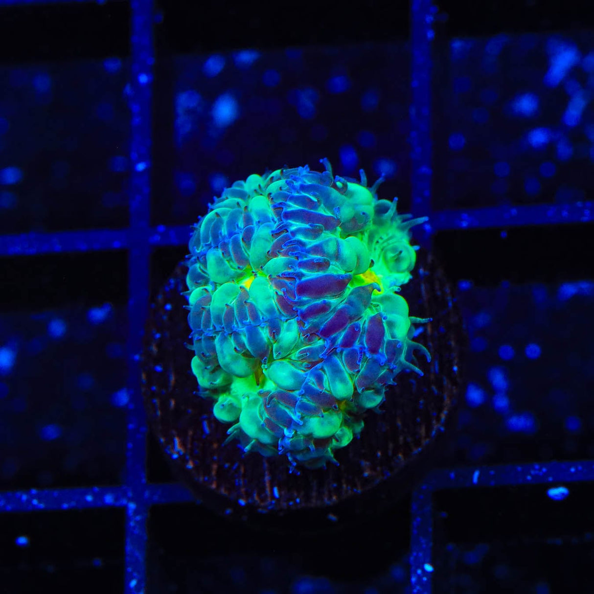 TSA Shamrock Blastomussa Coral