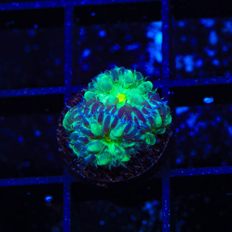TSA Shamrock Blastomussa Coral