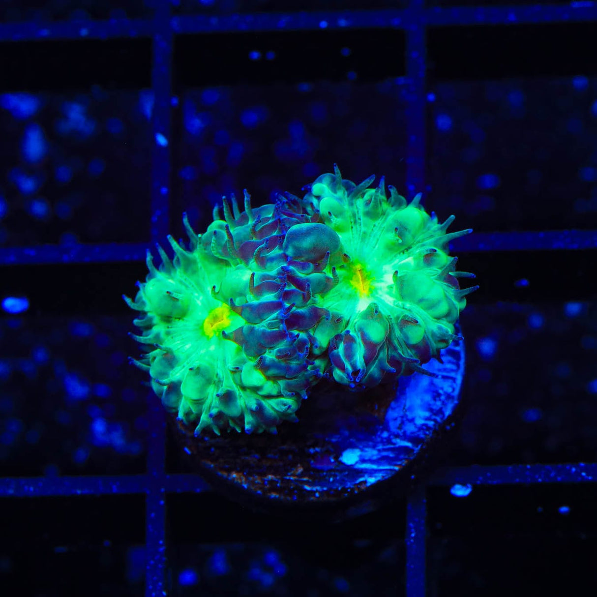 TSA Shamrock Blastomussa Coral