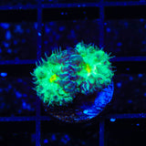 TSA Shamrock Blastomussa Coral