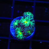 TSA Shamrock Blastomussa Coral