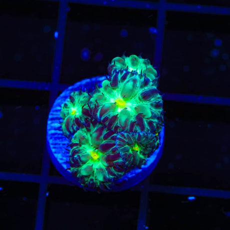 TSA Shamrock Blastomussa Coral