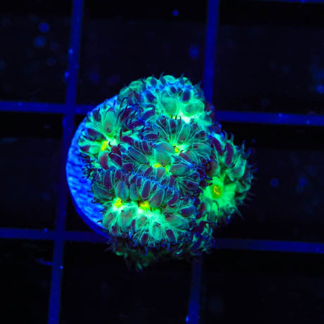 TSA Shamrock Blastomussa Coral