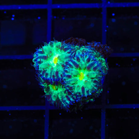 TSA Shamrock Blastomussa Coral