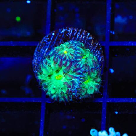 TSA Shamrock Blastomussa Coral