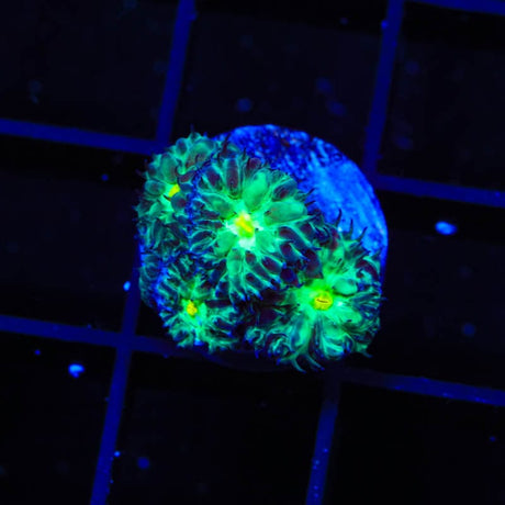 TSA Shamrock Blastomussa Coral
