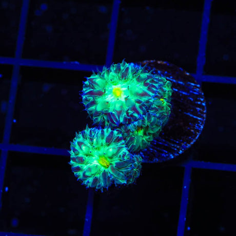 TSA Shamrock Blastomussa Coral