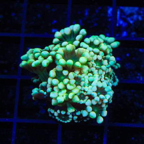 TSA Shamrock Garden Alveopora Coral
