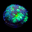 TSA Shamrock Merletti Blastomussa Coral