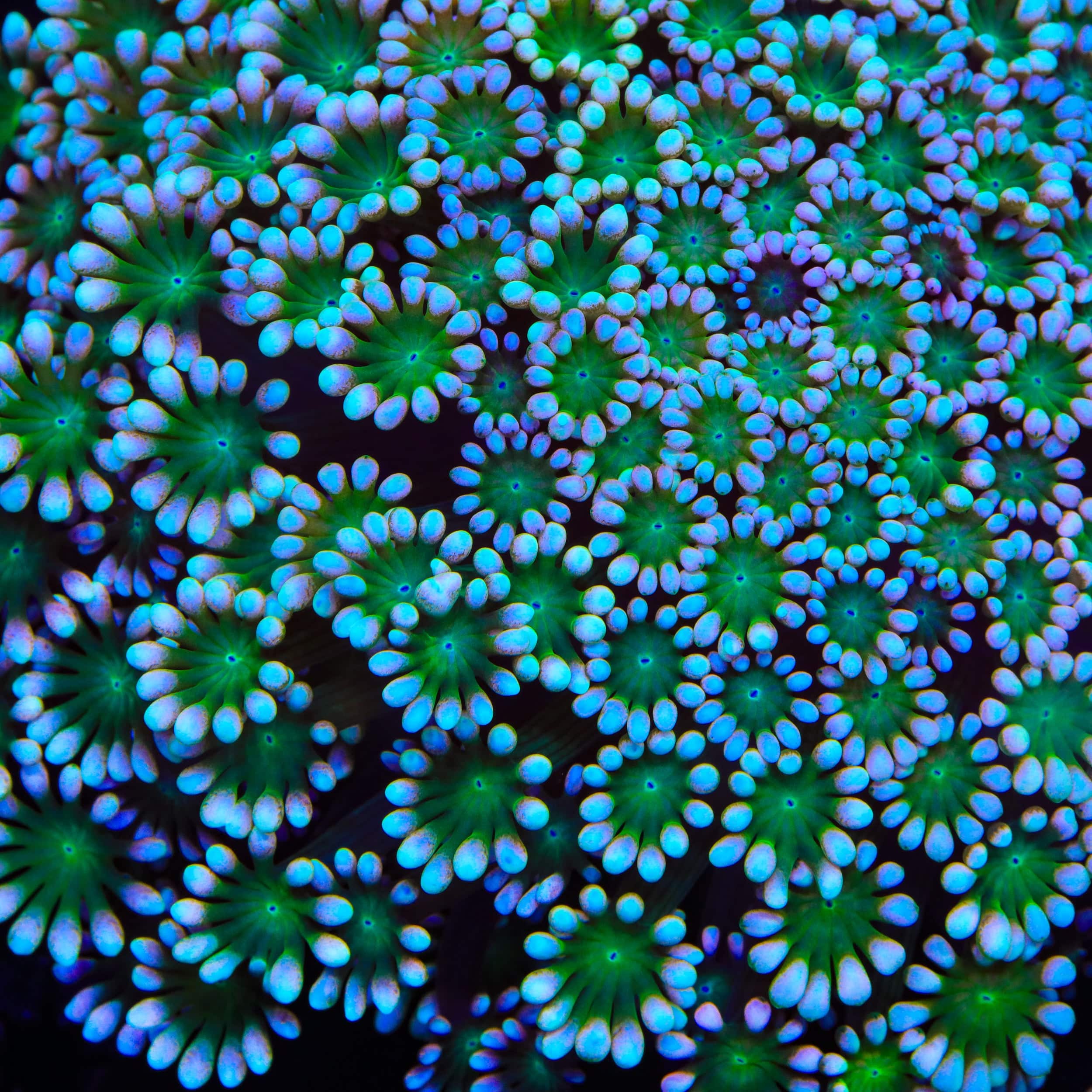 バラバ　ジェロニモン　ダイゴロウ TSA Shrek Alveopora Coral – Top Shelf Aquatics