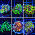 TSA Signature Galaxea Frag Pack