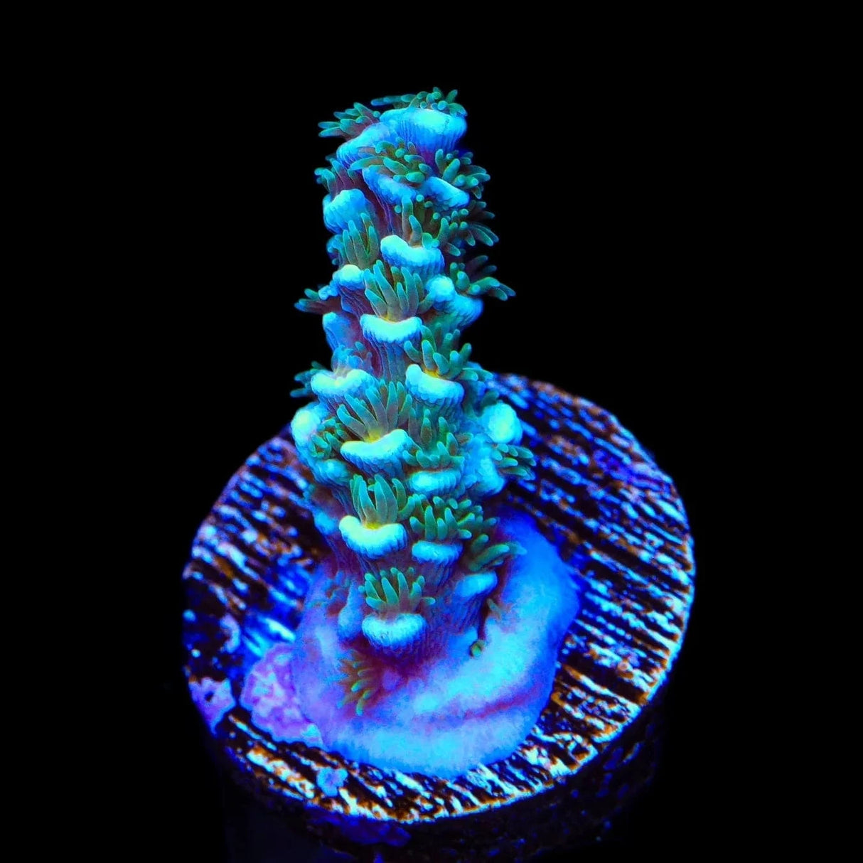 TSA Silver Surfer Tenuis Acropora Coral